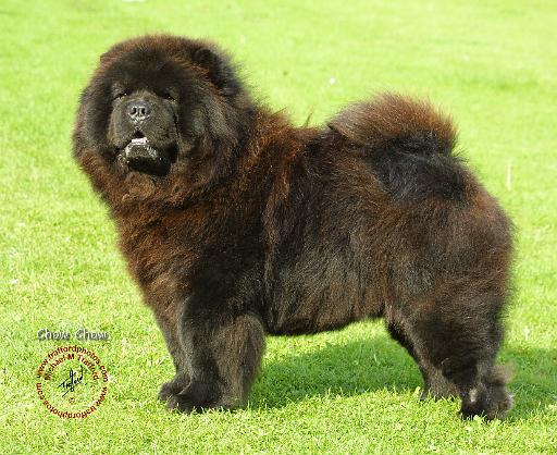 Chow Chow 9B011D-12.JPG